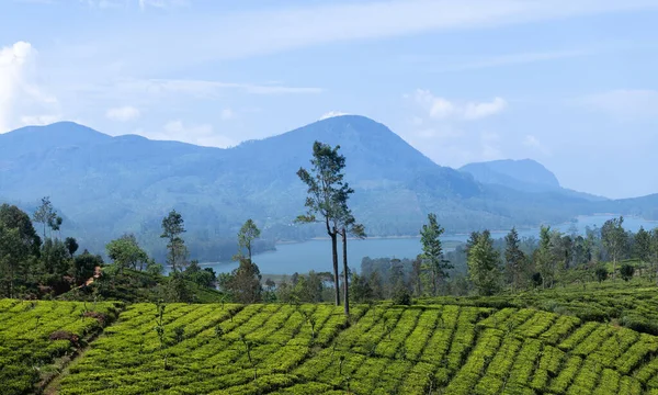 Sri Lanka Nın Maskeliya Bölgesindeki Güzel Çay Tarlası Manzarası — Stok fotoğraf