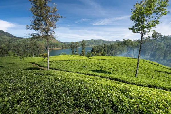 Bela Paisagem Plantação Chá Área Maskeliya Sri Lanka — Fotografia de Stock