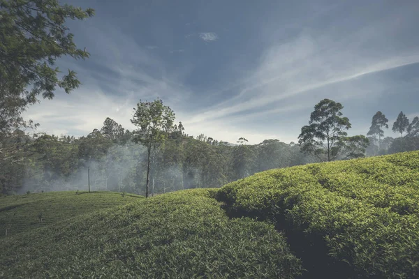 Bela Paisagem Plantação Chá Área Maskeliya Sri Lanka — Fotografia de Stock