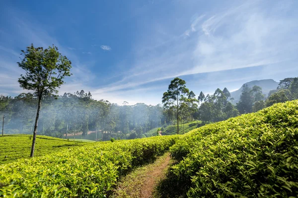 Beautiful Tea Plantation Landscape Maskeliya Area Sri Lanka — Stock Photo, Image