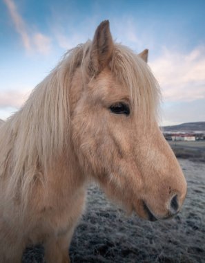 İzlanda atları ve güzel manzarası