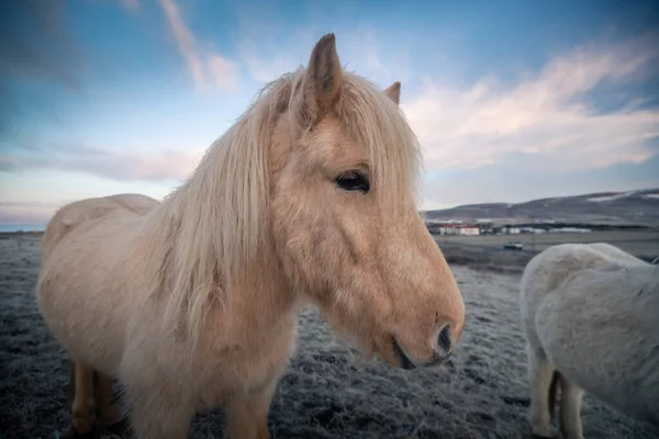 Caballos Islandeses Hermoso Paisaje — Foto de Stock