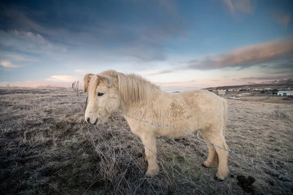 Icelandic Horses Beautiful Landscape — Stock Photo, Image