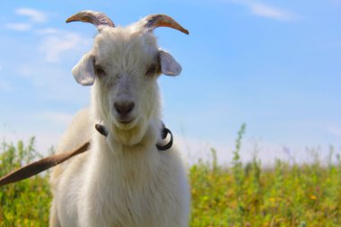 keçi, bir keçi, çayır, gökyüzü