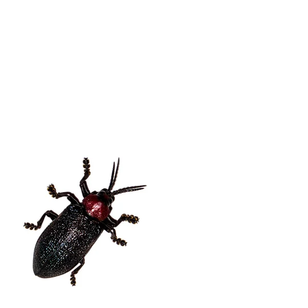 Altı bacaklar siyah ve kırmızı Güney Amerika böceği.