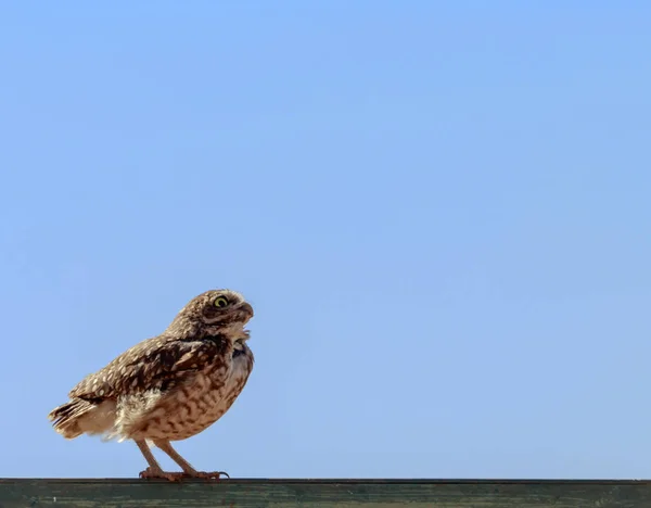 Gökyüzünü izlerken kahverengi küçük baykuş.