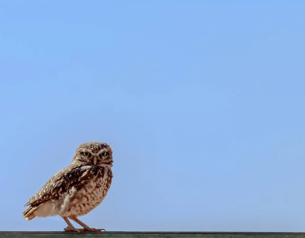 Carino gufo che ci guarda . — Foto Stock