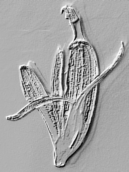 Sanat, bir soyulmuş muz deri fosil form gibi siyah ve beyaz gösteriminde illüstrasyon.