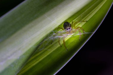 Küçük doğal örümcek