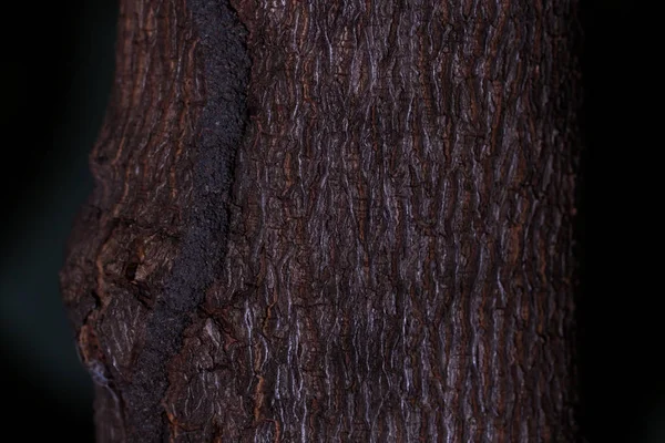 Trä textur detalj — Stockfoto