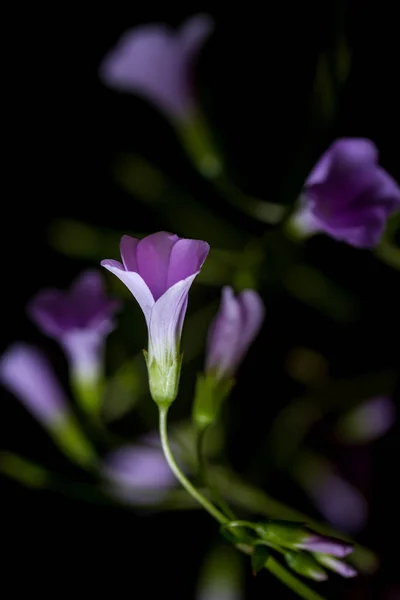 Natural purple flower — Stock Photo, Image