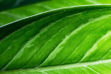 yaprak doku arka plan