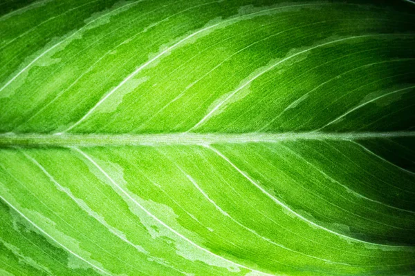 Green leaf texture — Stock Photo, Image