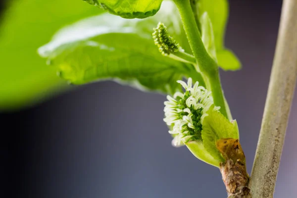 Zelená Mulberry ovoce — Stock fotografie