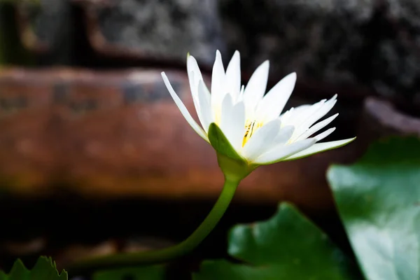 White Lotus flower — Stock Photo, Image