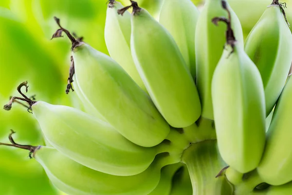 Plátano verde crudo — Foto de Stock