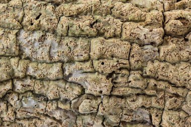 closeup ağaç kabuğu