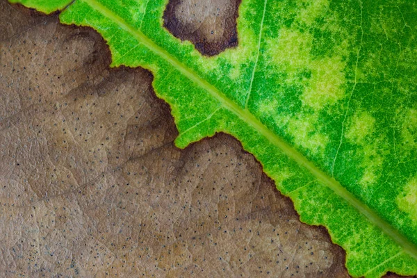 Natur bakgrund av leaf textur — Stockfoto