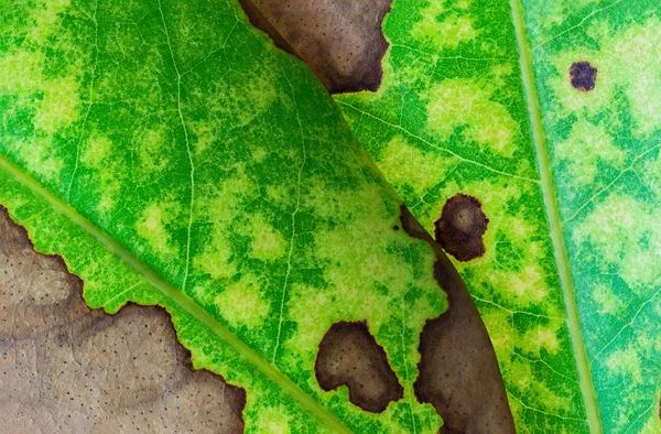 Nature background of leaf texture — Stock Photo, Image