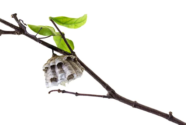 Pequeno ninho de vespas — Fotografia de Stock