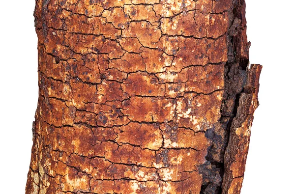 Naturlig trädstam — Stockfoto