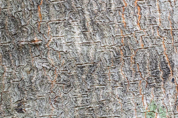 Natur bakgrund — Stockfoto