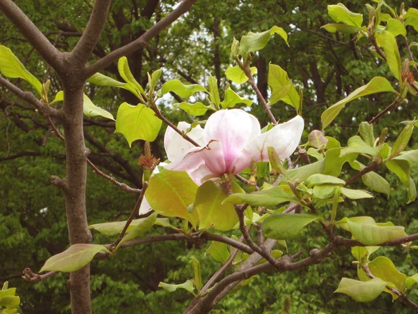 Botanik Bahçesi baharda çiçek açan Manolya. Kiev, 2017 yıl. 