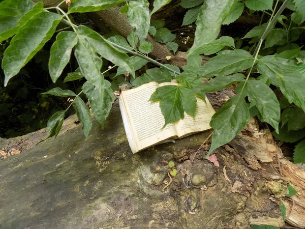 2017 yazında Kiev toprakları üzerinde terk edilmiş bir parkta dini kitap. 