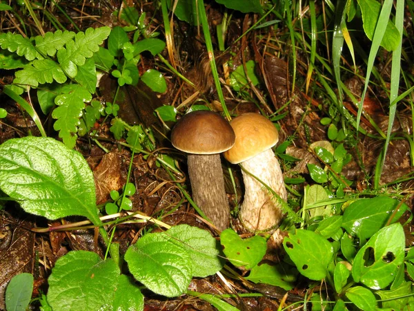 Due Funghi Nella Zona Forestale Vicino Alla Città Rakhiv Nel — Foto Stock