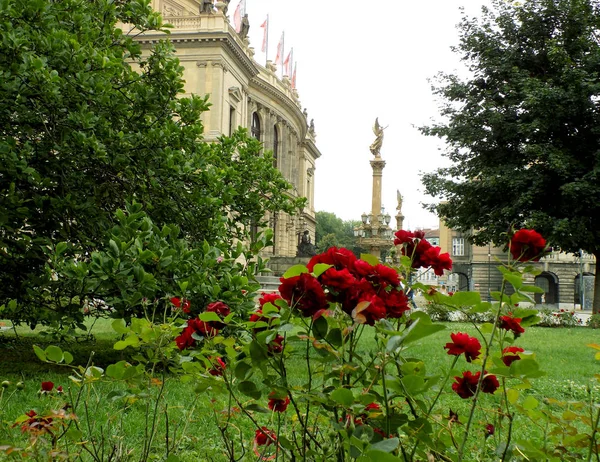 Park ve gül Prag'da opera binası önünde. 2017 yılı yaz. 
