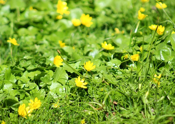 Sarı çiçek ve parkta erken baharda çimen. 