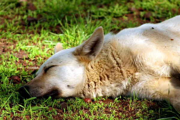 Kestane bahar parkta çim üzerinde uyuyan bir köpek. 