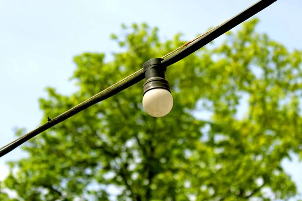 Ağaçlar ve bahar mavi gökyüzünde bir arka plan üzerinde elektrik lambası 