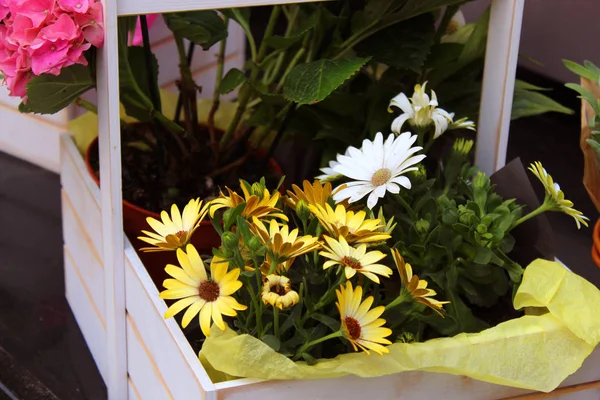 Siyah bir tabloda tencere saksı çiçekleri 