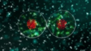 Stem cell with red nucleus is dividing on two cells on green abstract background. Cellular division under the microscope. 3D rendering animation of dynamic cell division in seamless loop 4K video