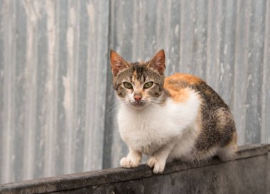 Kedi rahatlatıcı