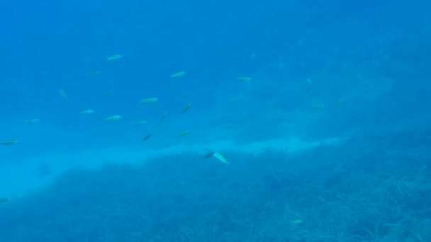 Schwarm verzierter Lippfische — Stockvideo
