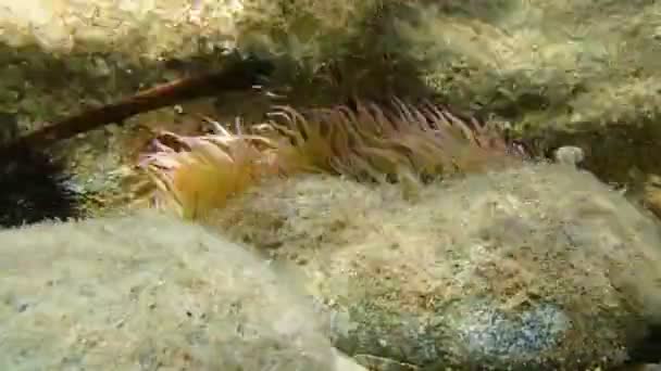 Snakelocks Anemone víz alatti — Stock videók