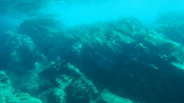 Cara del acantilado submarino — Vídeo de stock