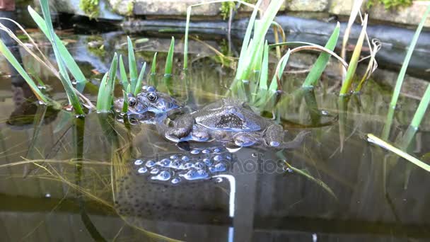 Kurbağa ve Frogspawn — Stok video