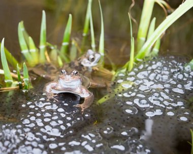 Gölette Kurbağalar