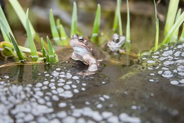 개구리와 Frogspawn — 스톡 사진