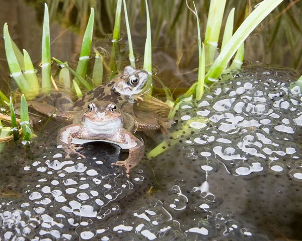 Paire de grenouilles reproductrices — Photo