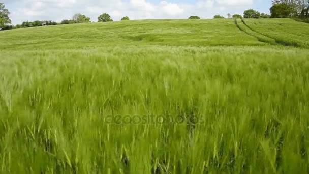 Field of Barley — Stock Video