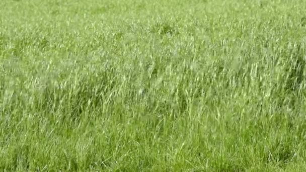 Campo di erba di fieno . — Video Stock