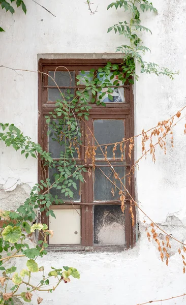 Vecchia sporca finestra ricoperta di piante — Foto Stock
