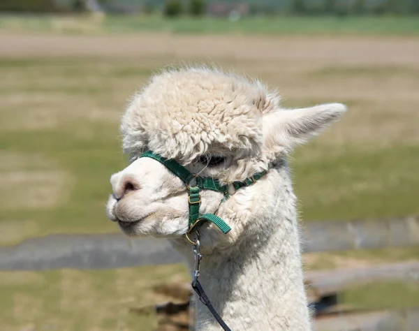 Alpaka bir koşum takımı ile