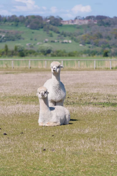 Twee witte Alpaca 's — Stockfoto
