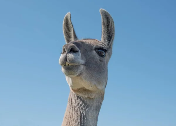 Lama hoofd en de nek — Stockfoto
