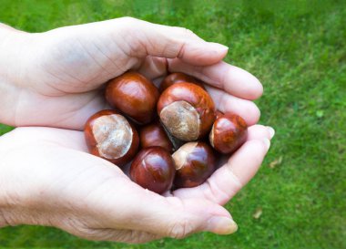 Bazı Conkers holding